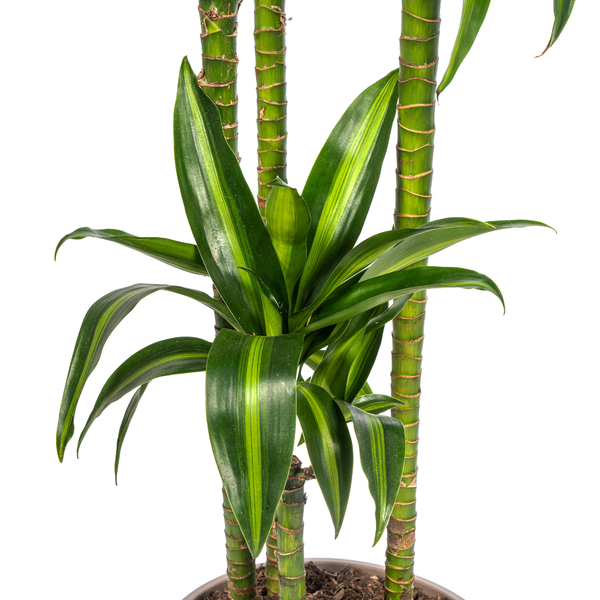 Dracaena Deremensis Hawaiian Sunshine - Große Grüne Zimmerpflanze 180cm Ø27cm Topf