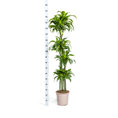 Dracaena Deremensis Dorado - Große Grüne Zimmerpflanze 180cm Ø27cm Topf