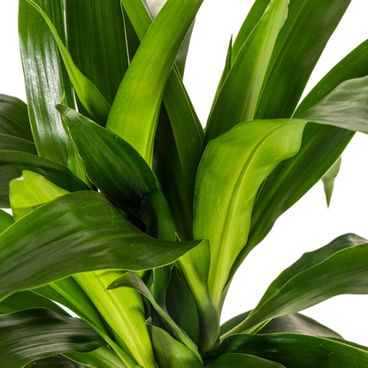 Dracaena Deremensis Lisa - Pflegeleichte Grüne Zimmerpflanze 80cm Ø19cm Topf