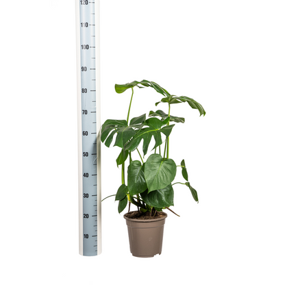 Monstera Deliciosa Tauerii - Fensterblatt Zimmerpflanze 80cm Ø21cm Topf Grpße Grüne Blätter