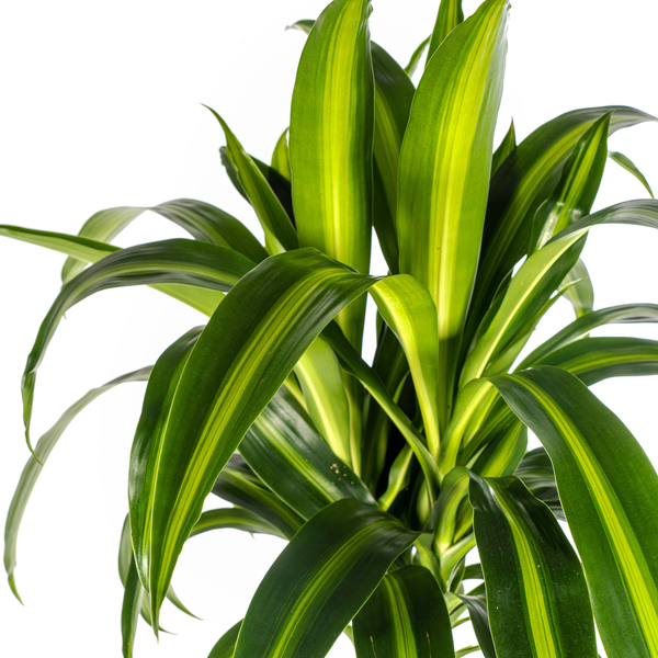 Dracaena Deremensis Hawaiian Sunshine - Tropische Grüne Zimmerpflanze 140cm Ø24cm Dunkelgrün Hellgrün