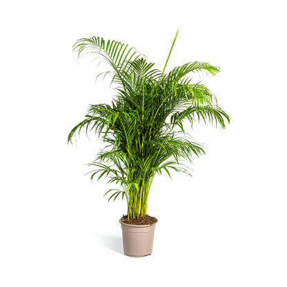 Dypsis Lutescens - Große Grüne Goldpalme Zimmerpflanze 180cm Ø27cm Topf Palme