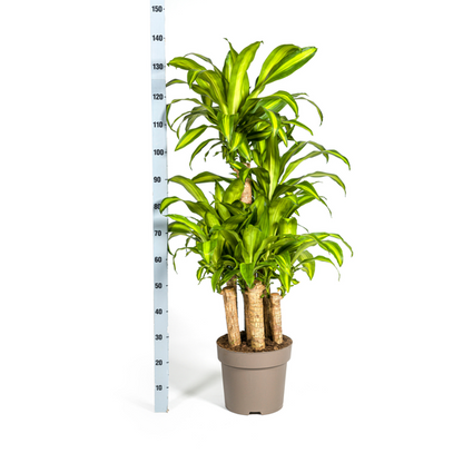 Dracaena Fragrans Massangeana Karussell Pflanze - Große Grüne Zimmerpflanze 140cm Ø30cm Topf