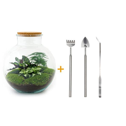 Flaschengarten H30cm Ø31cm Pflanzenterrarium Set Bolder Bob Premium mit Calathea Fittonia Spargel + Profi Werkzeugset Rechen Schaufel Pinzette - DIY Terrarium