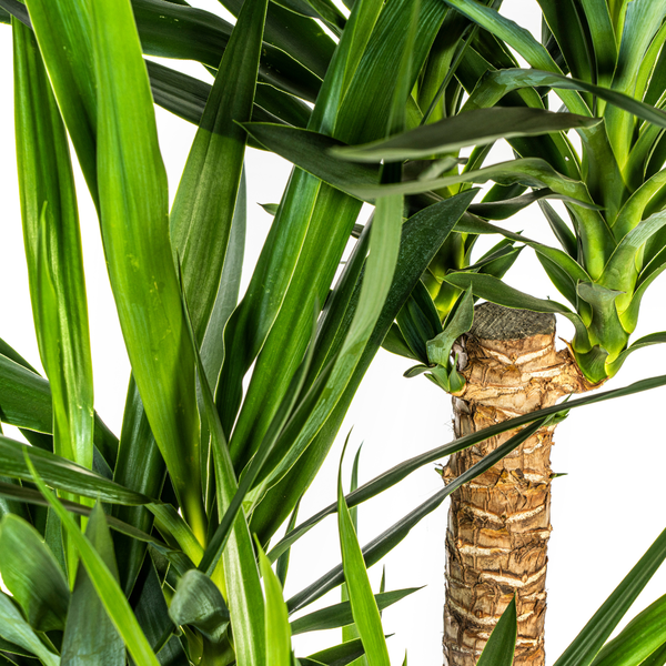 Yucca Elephantipes - Pflegeleichte Zimmerpflanze Palmlilie 90-100cm Ø24cm Topf Palme