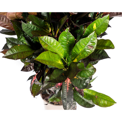 Codiaeum Croton Iceton - Bunte Zimmerpflanze 90-100cm Ø24cm Topf