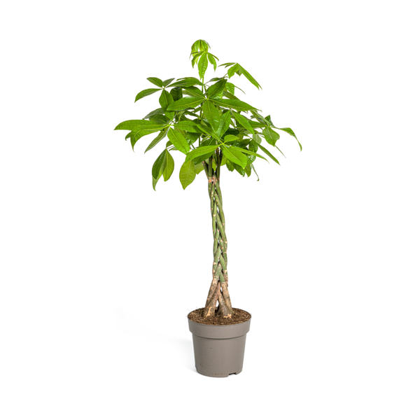 Pachira Aquatica - Große Zimmerpflanze Geldbaum 140-150cm Ø27cm Topf