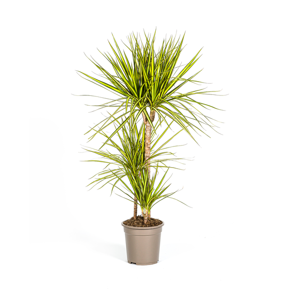 Dracaena Marginata Sunray - Exotische Zimmerpflanze 100-110cm Ø21cm Topf Grüne Palme