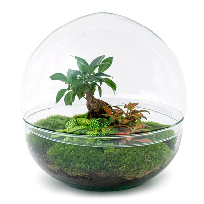 Flaschengarten H30cm Ø30cm Pflanzenterrarium Set Dome XL mit Ficus Ginseng Bonsai Fittonia + Profi Werkzeugset Rechen Schaufel - DIY Terrarium