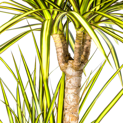 Dracaena Marginata Sunray - Exotische Zimmerpflanze 100-110cm Ø21cm Topf Grüne Palme