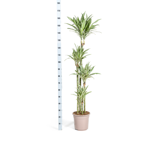 Dracaena Deremensis White Stripe - Große Grüne Zimmerpflanze 180cm Ø27cm Topf Grün Weiß