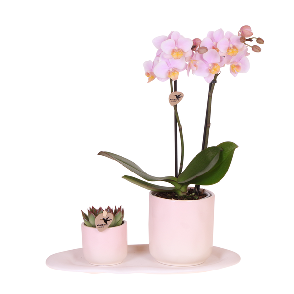 Orchideen Set Phalaenopsis Rosa H45cm mit Sukkulente Dekoteller Gradience Pink