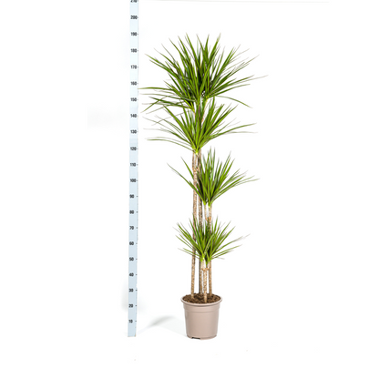 Dracaena Marginata Green - Große Grüne Zimmerpflanze 180cm Ø27cm Topf