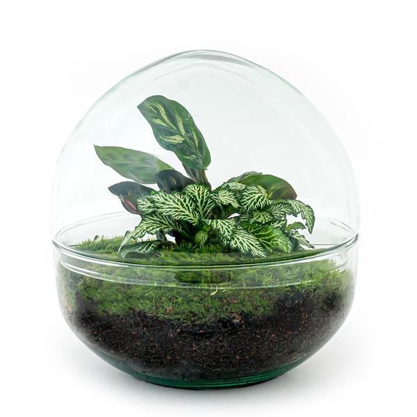 Flaschengarten H20cm Ø20cm Pflanzenterrarium Set Dome Deluxe mit Fittonia Calathea + Profi Werkzeugset Rechen Schaufel Pinzette Schere - DIY Terrarium