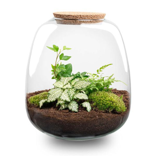 Pflanzenterrarium DIY Set Emma H25cm Glas mit Fittonia White Tiger