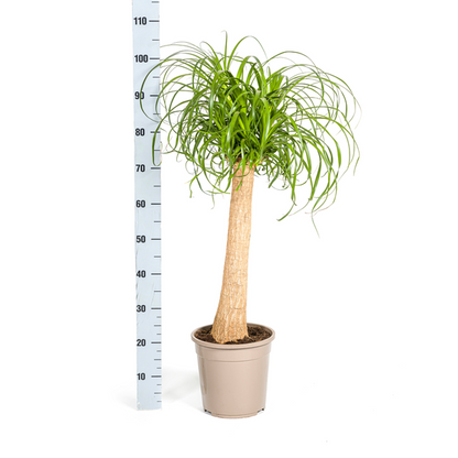 Beaucarnea Recurvata Elefantenfuß - Exotische grüne Zimmerpflanze 90-100cm Höhe Ø24cm