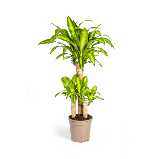 Dracaena Fragrans Massangeana - Pflegeleichte Grüne Zimmerpflanze 100cm Ø21cm Topf