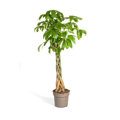 Pachira Aquatica - Große Zimmerpflanze Geldbaum 170-180cm Ø30cm Topf