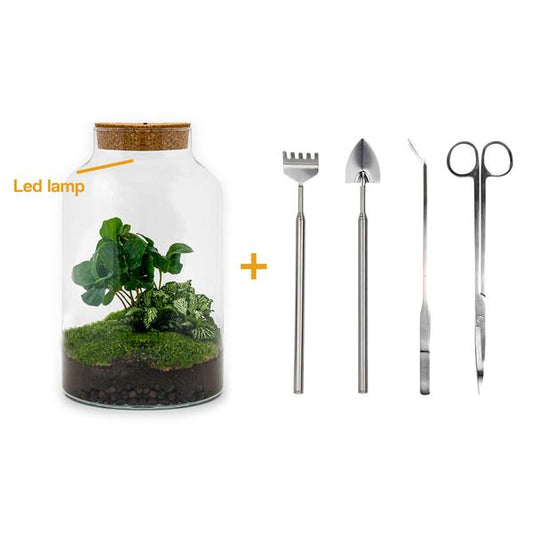 Flaschengarten H31cm Ø17cm LED Pflanzenterrarium Set Milky Coffea mit Kaffeepflanze Fittonia + Profi Werkzeugset Rechen Schaufel Pinzette Schere - DIY Terrarium