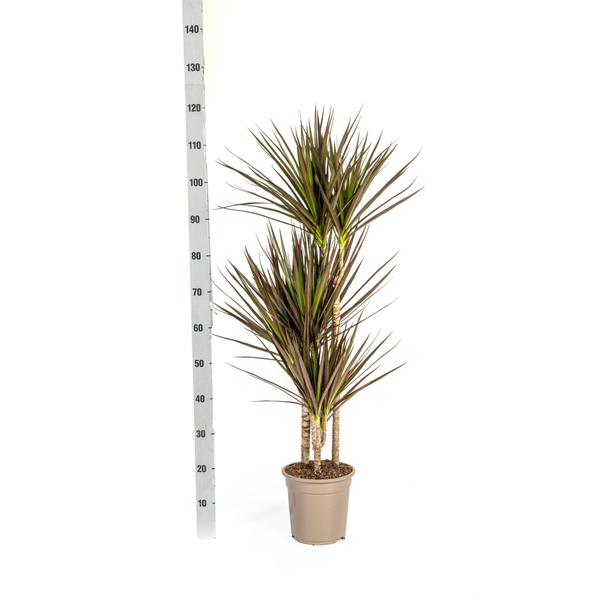 Dracaena Marginata Magenta - Exotische Zimmerpflanze 120cm Ø21cm Topf Palme Dunkel