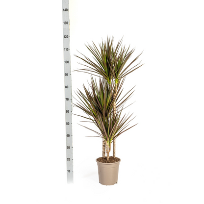 Dracaena Marginata Magenta - Exotische Zimmerpflanze 120cm Ø21cm Topf Palme Dunkel