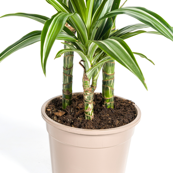 Dracaena Deremensis White Stripe - Elegante Zimmerpflanze 100cm Ø21cm Topf Grün mit Weißen Streifen