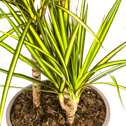 Dracaena Marginata Sunray - Exotische Zimmerpflanze 100-110cm Ø21cm Topf Grüne Palme