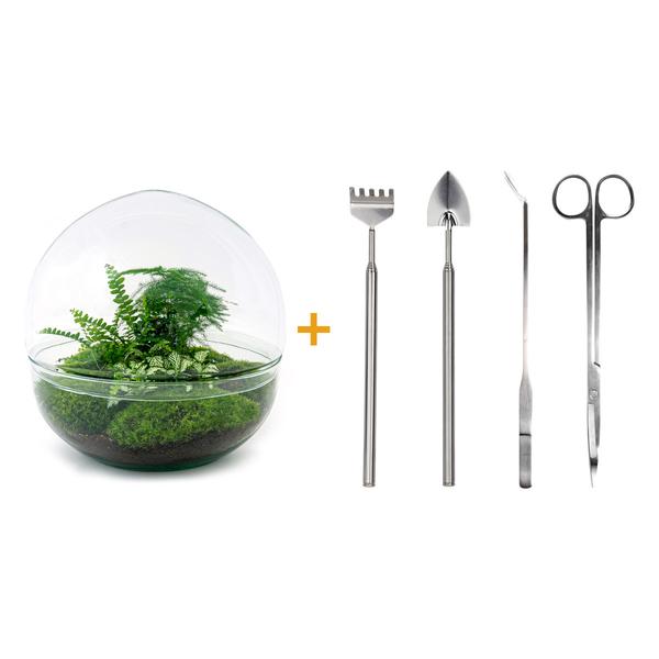 Flaschengarten H30cm Ø30cm Pflanzenterrarium Set Dome XL mit Farn Fittonia Spargel + Profi Werkzeugset Rechen Schaufel Pinzette Schere - DIY Terrarium