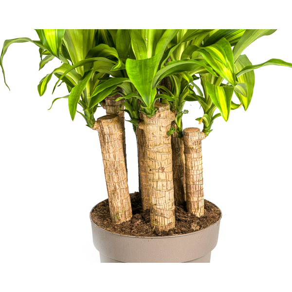 Dracaena Fragrans Massangeana Karussell Pflanze - Große Grüne Zimmerpflanze 140cm Ø30cm Topf