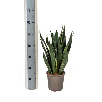 Sansevieria Trifasciata Futura Black - Pflegeleichte Zimmerpflanze 55cm Ø17cm Topf