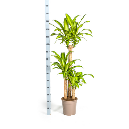 Dracaena Fragrans Massangeana - Große Zimmerpflanze 140cm Ø24cm Topf