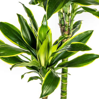 Dracaena Fragrans Golden Coast - Große Zimmerpflanze 140cm Ø24cm Topf