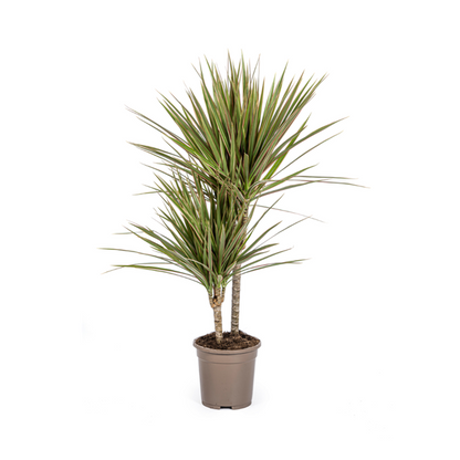 Dracaena Marginata Bicolor -  Zweifarbige Pflegeleichte Zimmerpflanze 60cm Ø17cm Topf