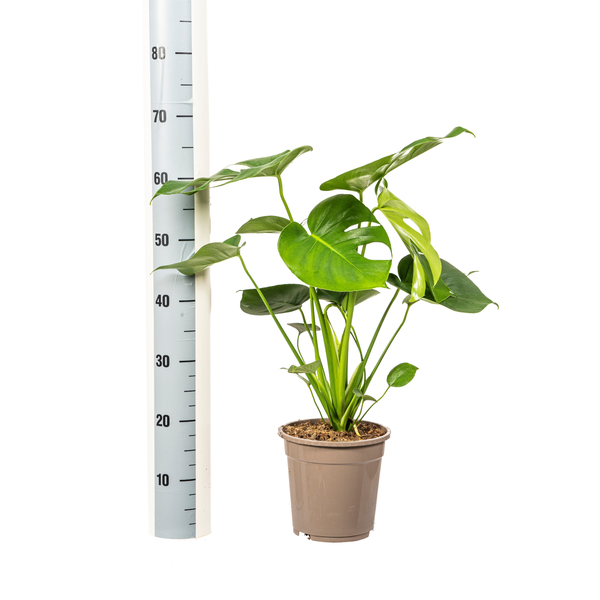 Monstera Deliciosa Tauerii - Fensterblatt Zimmerpflanze 80cm Ø19cm Topf Grüne Große Blätter