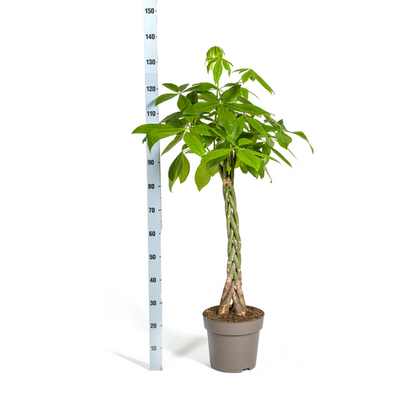 Pachira Aquatica - Große Zimmerpflanze Geldbaum 140-150cm Ø27cm Topf