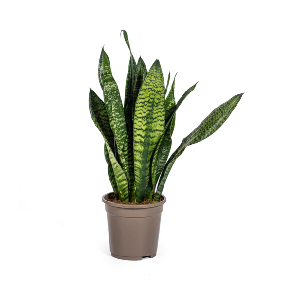 Sansevieria Trifasciata Zeylanica Compacta - Bogenhanf 60cm Ø17cm Topf Grüne Zimmerpflanze