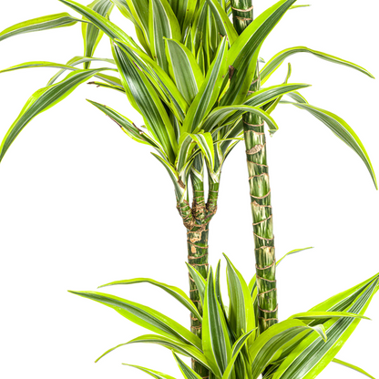 Dracaena Deremensis Lemon Lime - Große Zimmerpflanze 140cm Ø24cm Topf Hellgrün