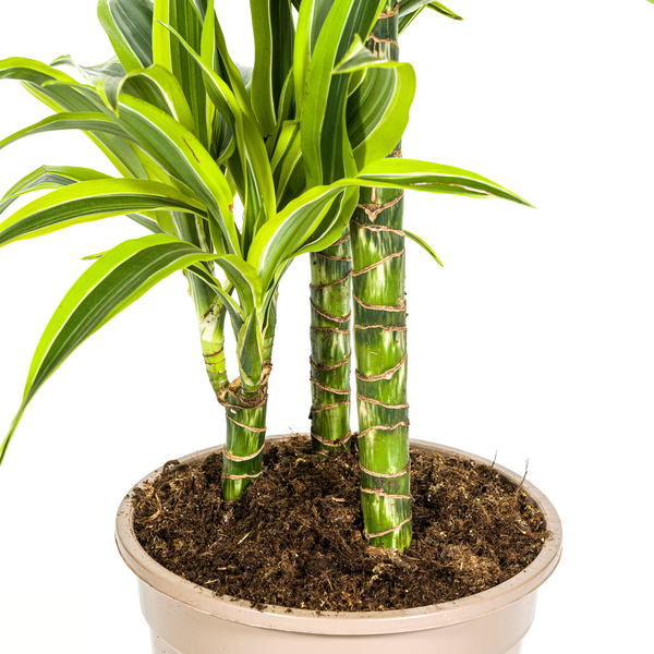 Dracaena Deremensis Lemon Lime - Pflegeleichte Zimmerpflanze 100cm Ø21cm Topf Hellgrüne Dunkelgrüne Pflanzee