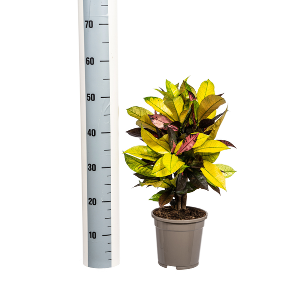 Codiaeum Croton Iceton - Bunte Zimmerpflanze 50cm Ø17cm Topf Gelbe & Rote Blätter