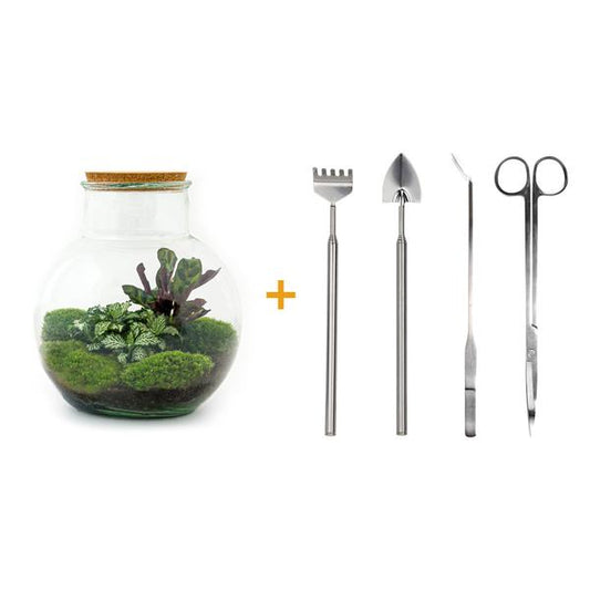 Flaschengarten H26,5cm Ø25cm Pflanzenterrarium Set Teddy Deluxe mit Calathea Fittonia + Werkzeugset 4-teilig - DIY Terrarium