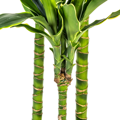 Dracaena Fragrans Golden Coast - Große Zimmerpflanze 140cm Ø24cm Topf