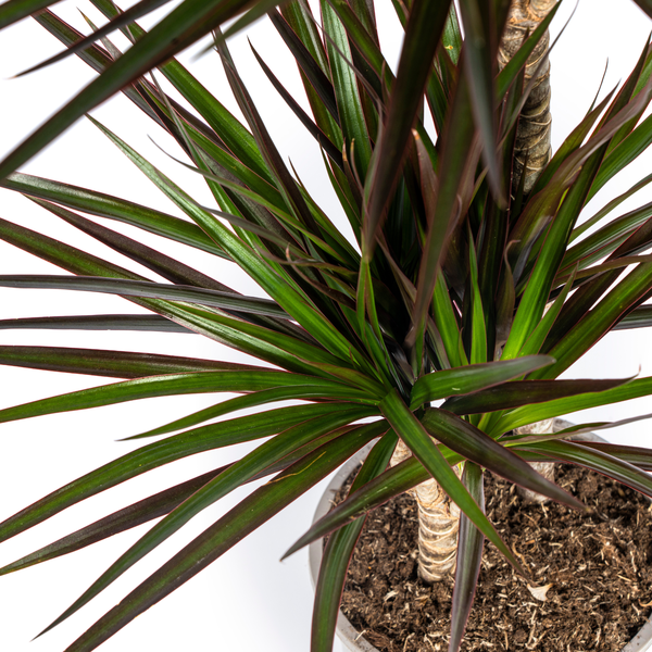 Dracaena Marginata Magenta - Exotische Zimmerpflanze 140cm Ø24cm Topf Palme Dunkelgrün