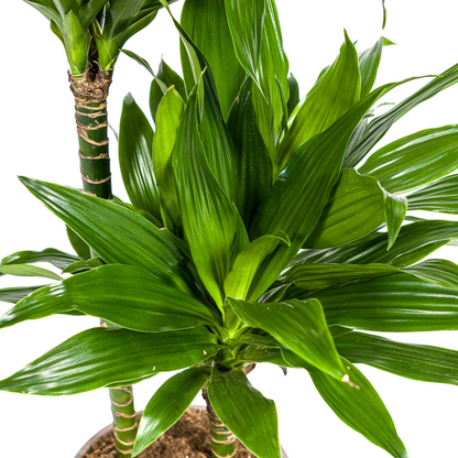 Dracaena Deremensis Green Jewel - Pflegeleichte Zimmerpflanze 80cm Ø19cm Topf Grünes Juwel