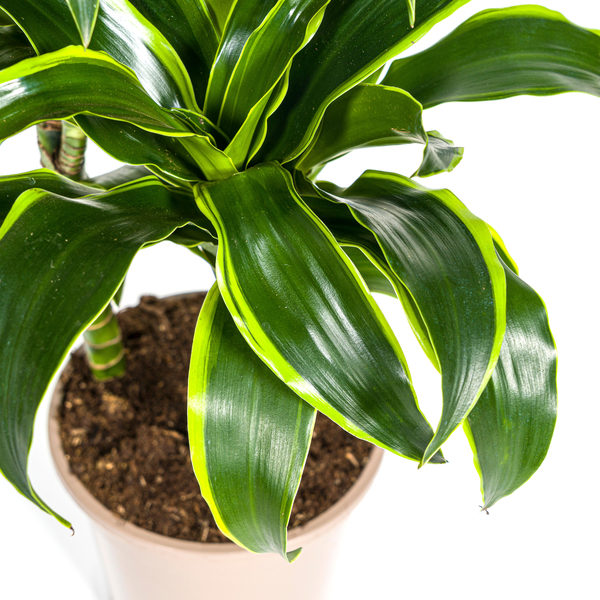 Dracaena Deremensis Dorado - Elegante dunkelgrüne Zimmerpflanze 110cm Höhe Ø21cm Topf