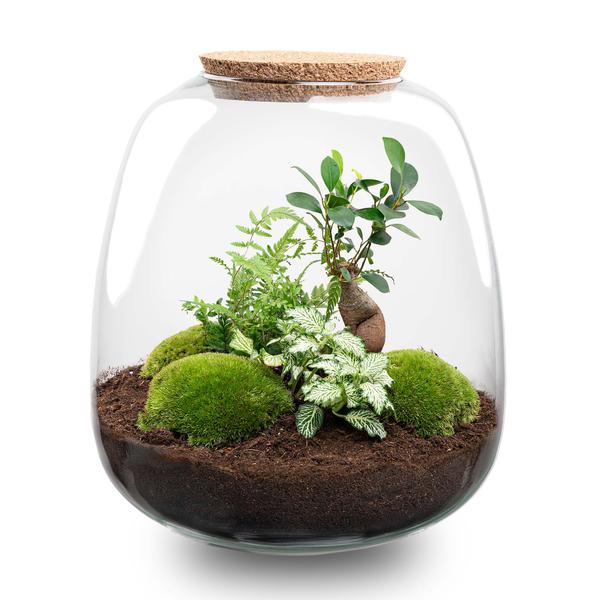 Flaschengarten Set H25cm DIY Terrarium mit Bonsai White Mooskugeln Glas Pflanzenterrarium