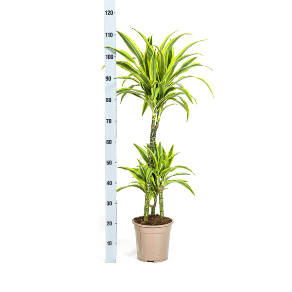 Dracaena Deremensis Lemon Lime - Pflegeleichte Zimmerpflanze 100cm Ø21cm Topf Hellgrüne Dunkelgrüne Pflanzee