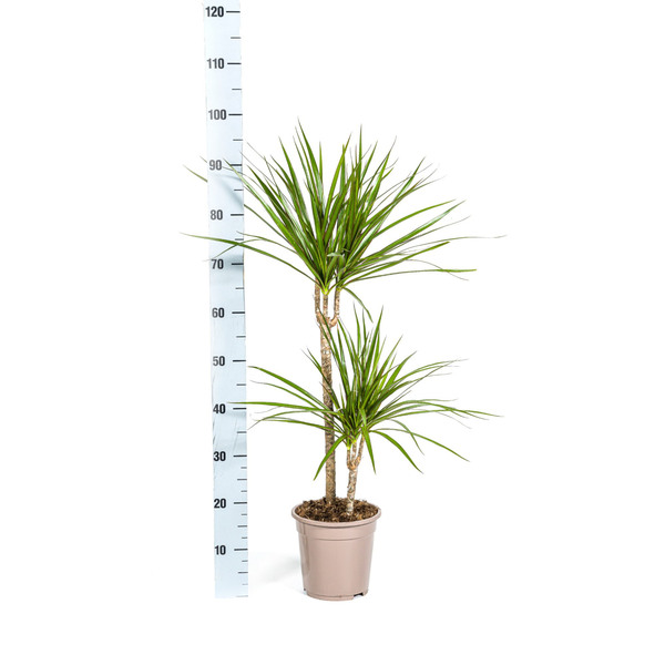 Dracaena Marginata Green - Grüne Pflegeleichte Zimmerpflanze 80cm Ø19cm Topf Palme