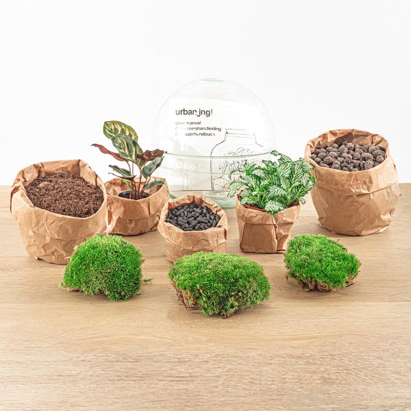 Flaschengarten H20cm Ø20cm Pflanzenterrarium Set Dome Deluxe mit Fittonia Calathea + Profi Werkzeugset Rechen Schaufel Pinzette Schere - DIY Terrarium