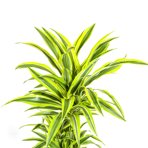 Dracaena Deremensis Lemon Lime - Große Zimmerpflanze 140cm Ø24cm Topf Hellgrün