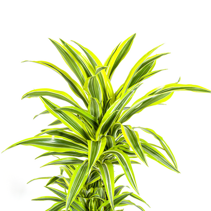 Dracaena Deremensis Lemon Lime - Große Zimmerpflanze 140cm Ø24cm Topf Hellgrün